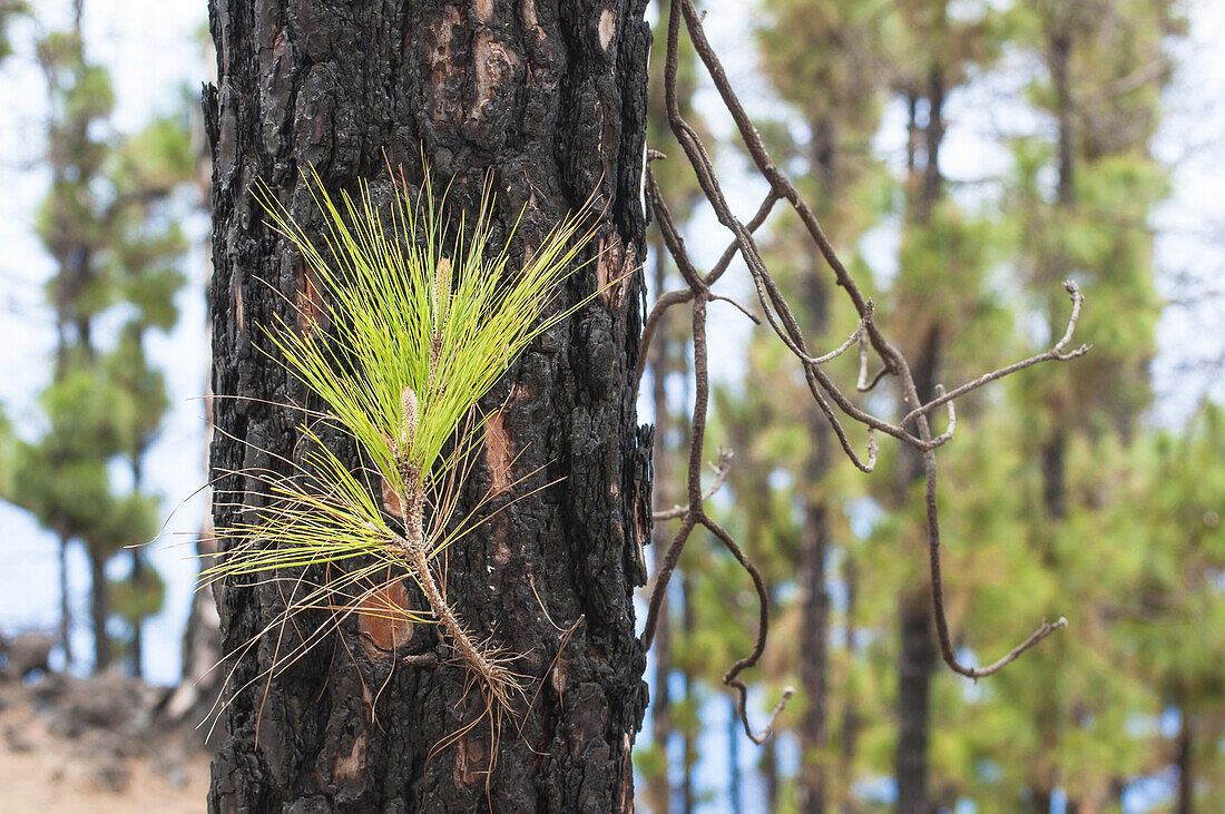 Canary Island Pine (Pinus canariensis) young needles, La Palma Island, Spain