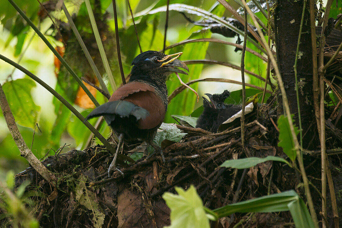 Banded Ground-Cuckoo (Neomorphus radiolosus) parent bringing insect prey to chick in nest, Choco Rainforest, Ecuador