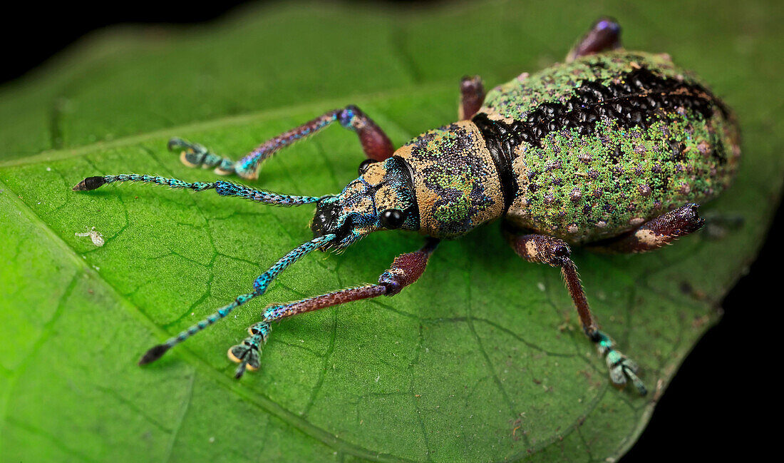 True Weevil (Curculionidae) with iridescent scales, Amani Nature Reserve, Tanzania