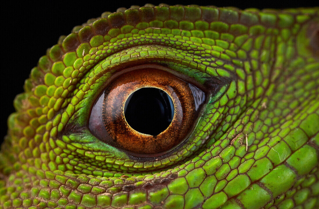 Chameleon Forest Dragon (Gonocephalus chamaeleontinus) eye, Bukit Barisan Selatan National Park, Sumatra, Indonesia