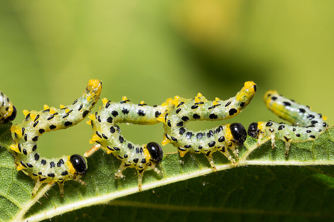 Sawfly (Craesus septentrionalis) larvae in defensive posture, Upper Bavaria, Germany