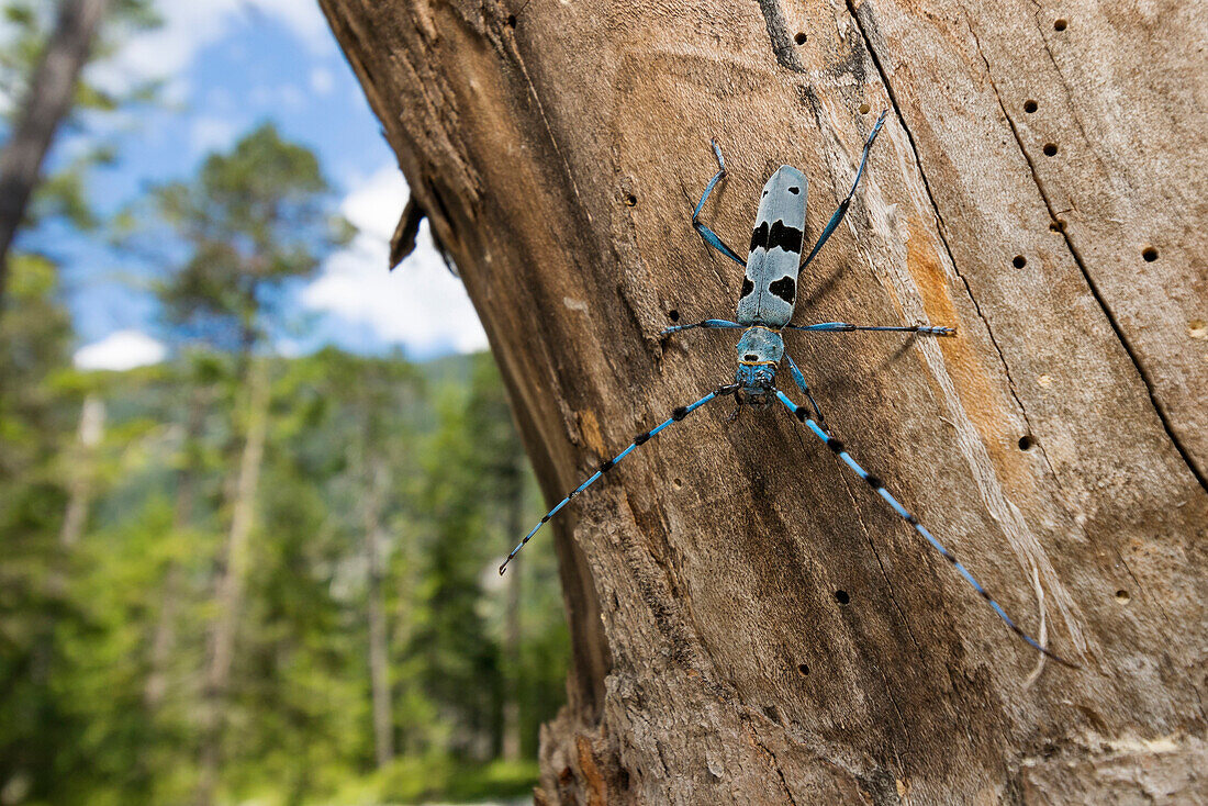 Rosalia Longicorn (Rosalia alpina) beetle in forest, Alps, Upper Bavaria, Germany