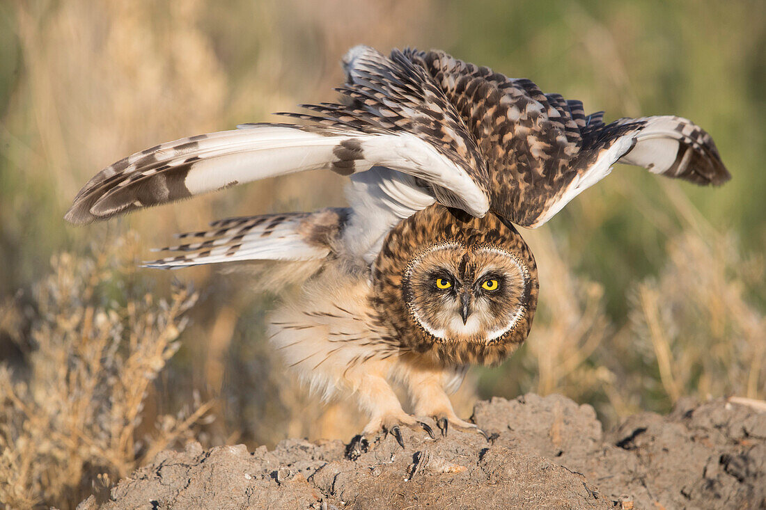 Short-eared Owl (Asio flammeus) in defensive posture, Great Falls, Montana
