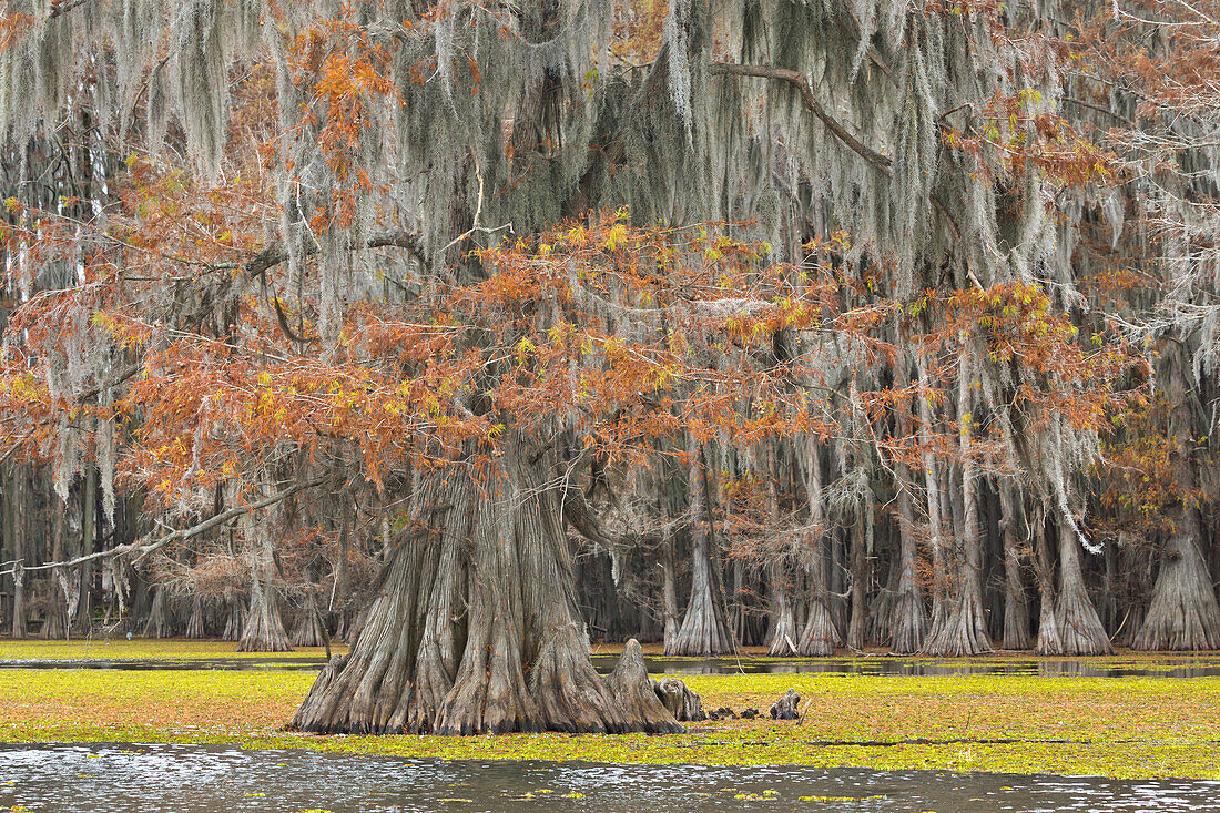 Bald Cypress (Taxodium distichum) trees with Spanish Moss (Tillandsia usneoides) in swamp, Caddo Lake State Park, Texas