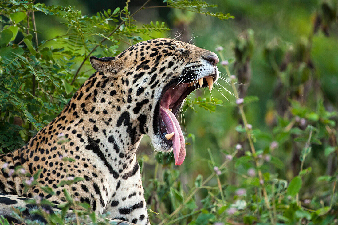 Jaguar (Panthera onca) yawning, Brazil