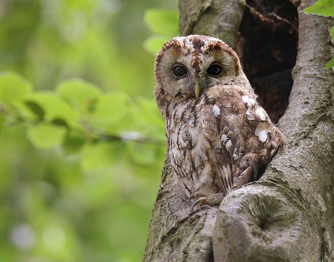Tawny Owl (Strix aluco) at nest cavity, Netherlands