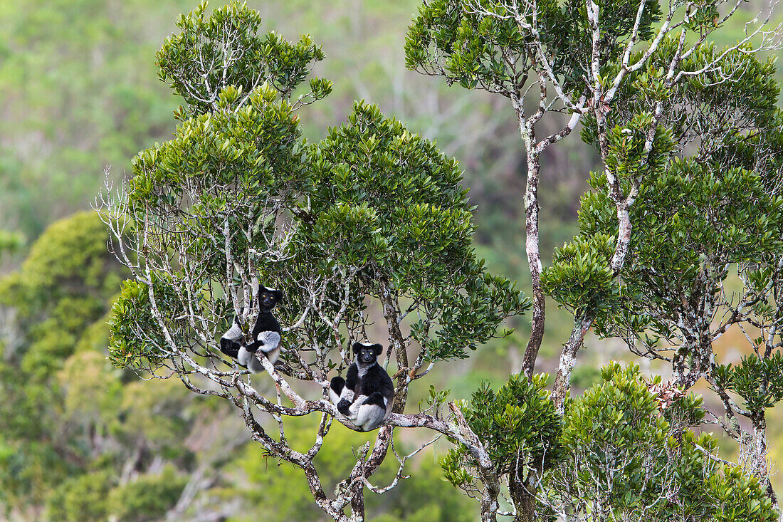 Indri (Indri indri) pair in tree, Madagascar