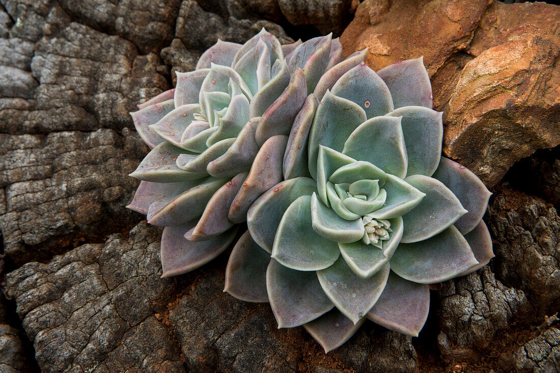 Echeveria (Echeveria sp) succulent, Kaapsehoop, South Africa