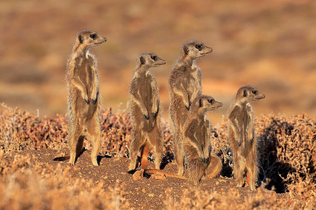 Meerkat (Suricata suricatta) group on guard, Oudtshoorn, South Africa
