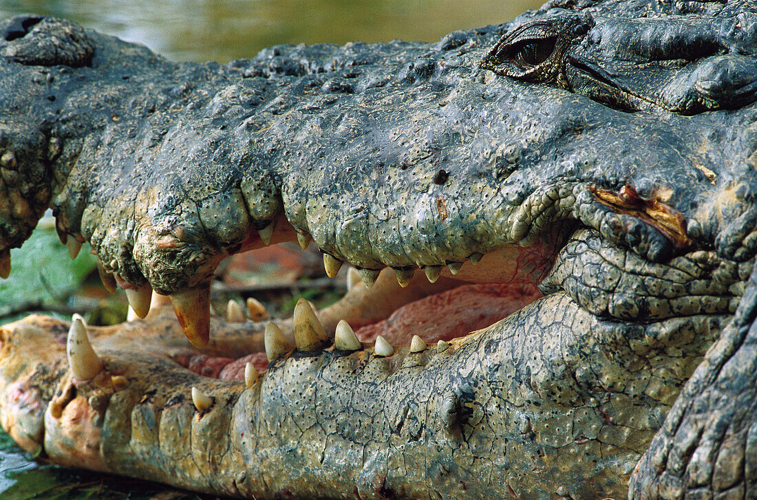 Saltwater Crocodile (Crocodylus porosus) close-up of head, showing interior of mouth, Northern Territory, Australia