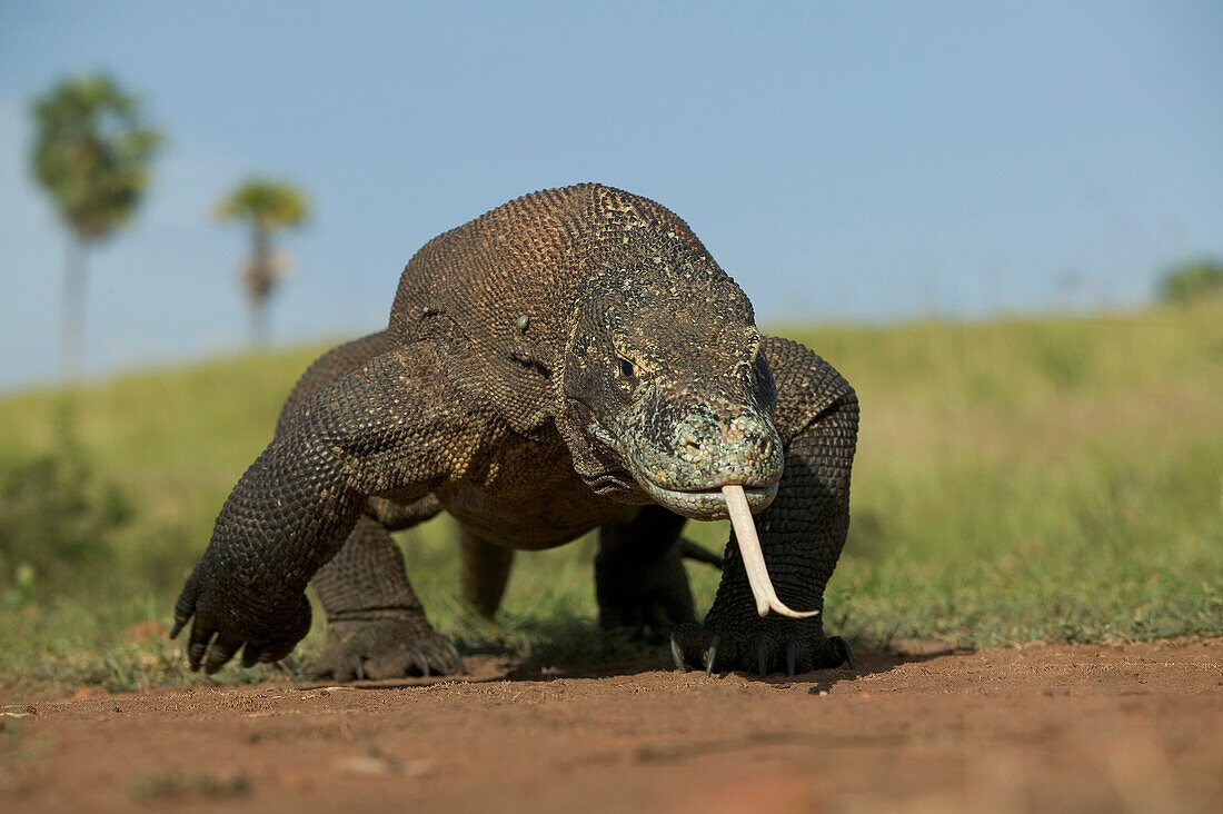 Komodo Dragon (Varanus komodoensis) using tongue to smell, Komodo National Park, Indonesia