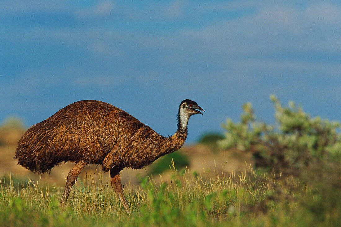 Emu (Dromaius novaehollandiae) walking, Cape Range National Park, Australia