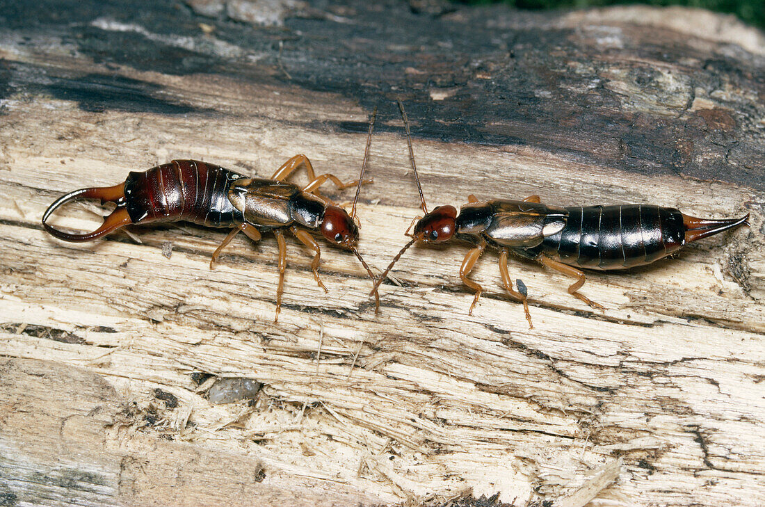 Common Earwig (Forficula auricularia) male on left and female on right