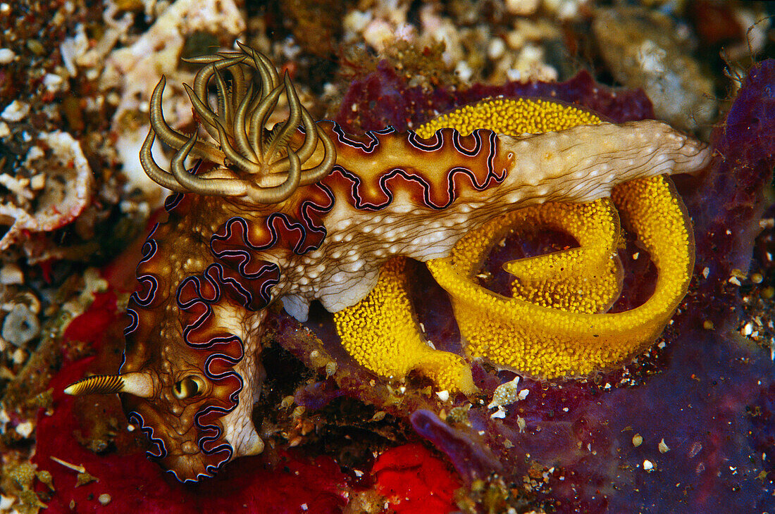 Nudibranch laying eggs, Indonesia