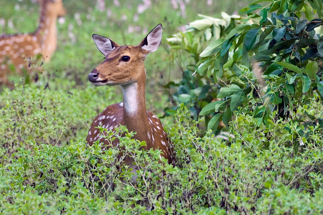 Chital (Axis axis) amidst vegetation, Kanha National Park, Madhya Pradesh, India