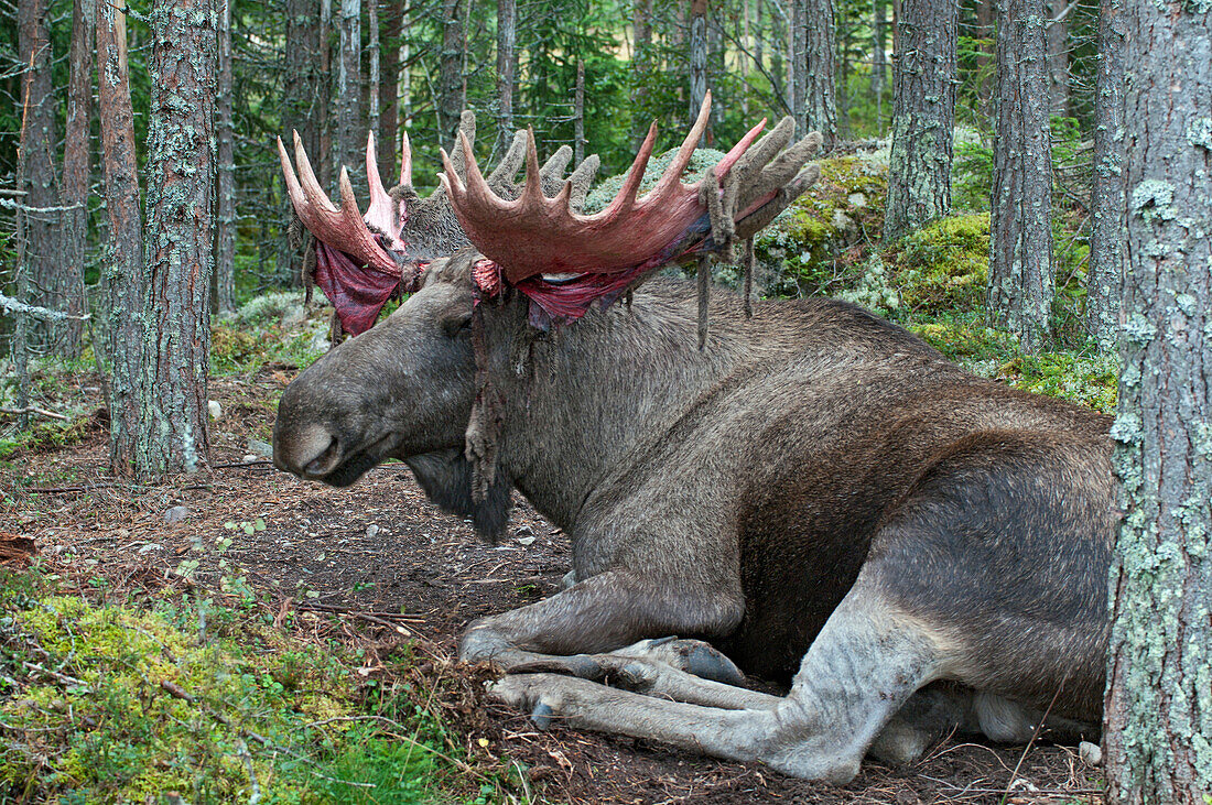 European Elk (Alces alces alces) male with bloody antlers after shedding velvet, Sweden