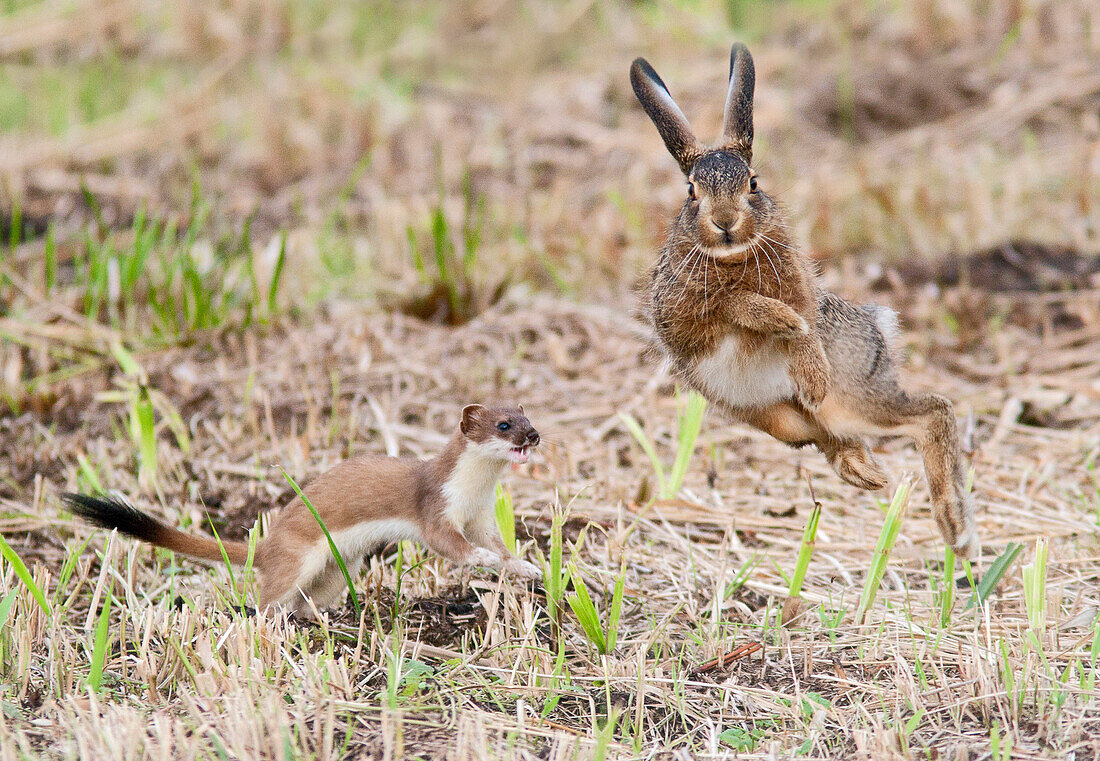 Short-tailed Weasel (Mustela erminea) chasing European Hare (Lepus europaeus), Friesland, Netherlands, sequence 7 of 7