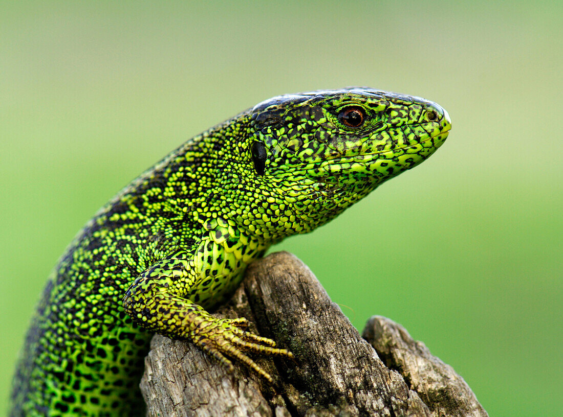 Sand Lizard (Lacerta agilis), Ukraine