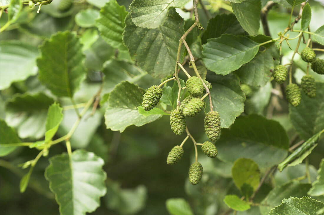 European Alder (Alnus glutinosa) leaves and cones, in alder carr wet woodland, Norfolk, England