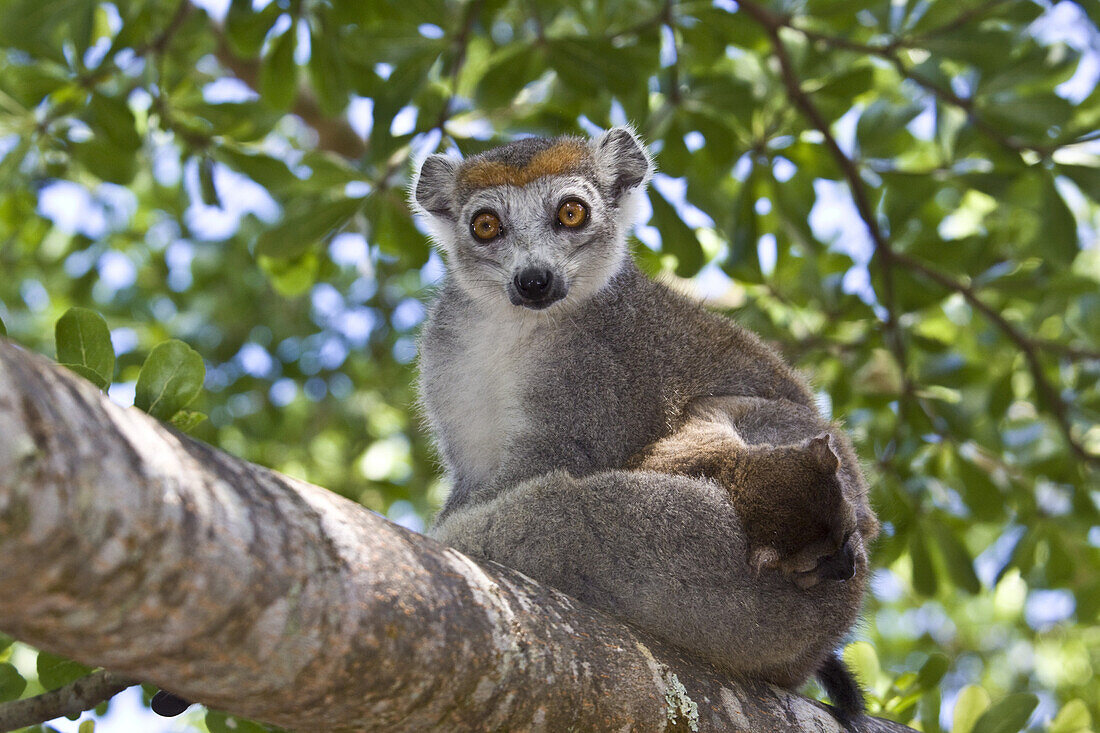 Female crowned lemur with baby at palmarium, Madagascar