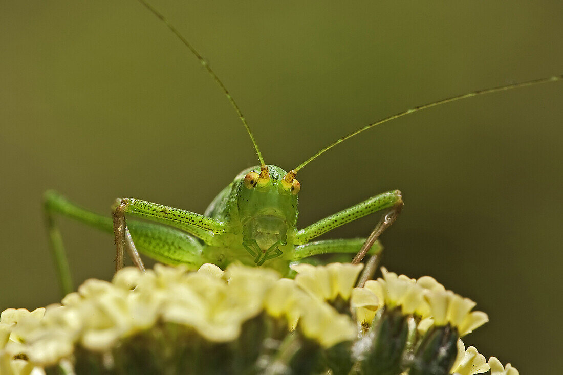 Speckled Bush Cricket (Leptophyes punctatissima) adult female, on Yarrow (Achillea millefolium) in garden, Warwickshire, England