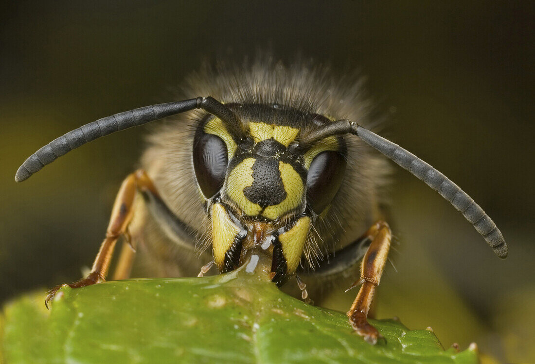 Common Wasp (Vespula vulgaris) adult, feeding, close-up of head, Leicestershire, England