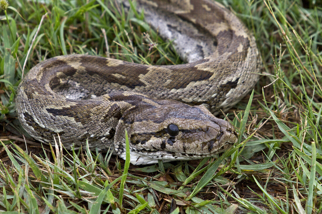 African rock Python