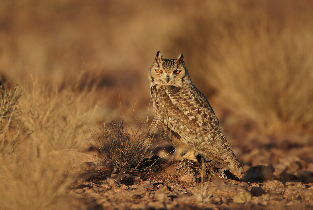 Pharaoh Eagle-owl (Bubo ascalaphus) adult, standing on ground in desert, near Erg Chebbi, Morocco, february