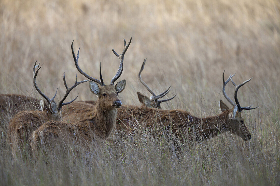 Swamp Deer (Rucervus duvaucelii branderi) hard-ground form, adult males, herd standing in tall grass, Kanha National Park, Madhya Pradesh, India