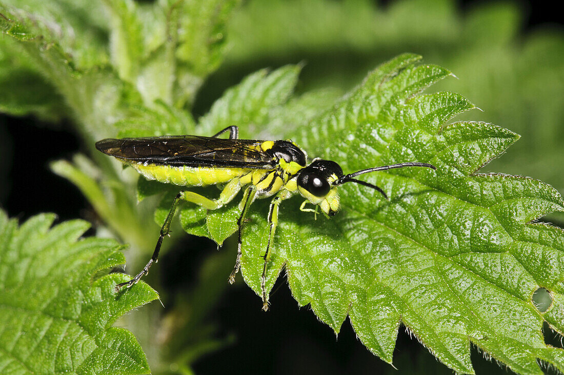 Sawfly (Rhogogaster picta) adult, resting on Stinging Nettle (Urtica dioica) leaf, Priory Water Nature Reserve, Leicestershire, England, May