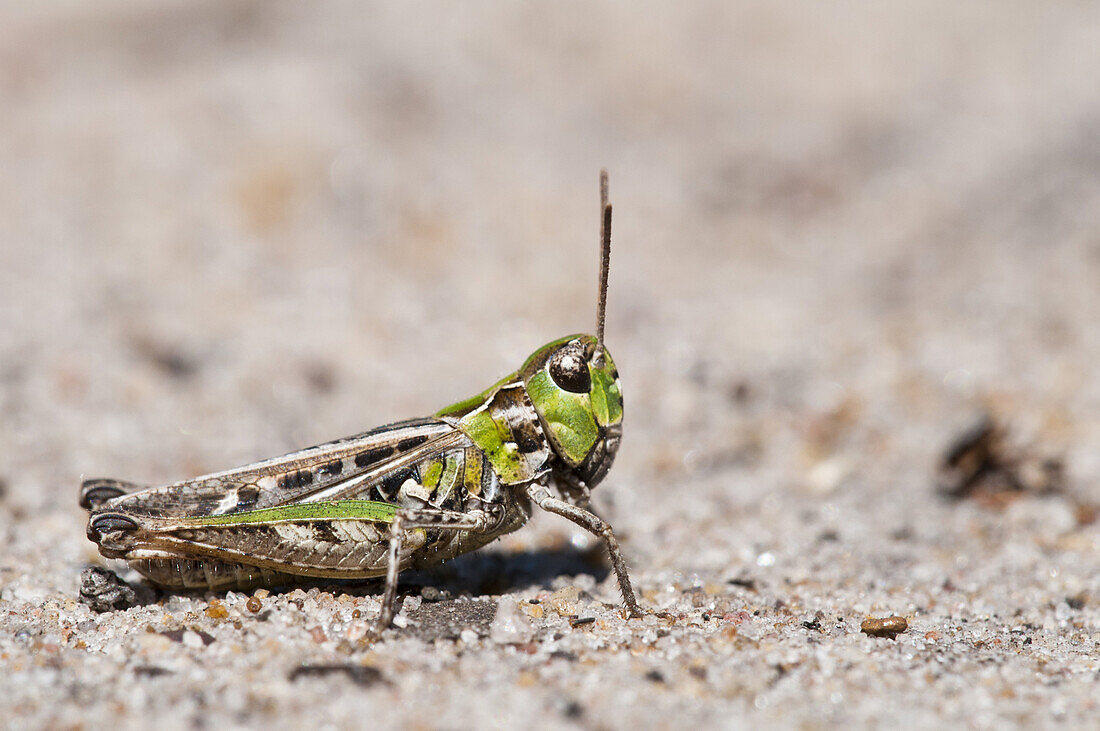 Mottled Grasshopper (Myrmeleotettix maculatus) adult, resting on sandy ground, Thursley Common National Nature Reserve, Surrey, England, july