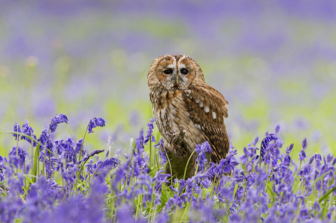 Tawny Owl (Strix aluco) adult, perched on log amongst Bluebell (Hyacinthoides non-scripta) flowers, Suffolk, England, May (captive)