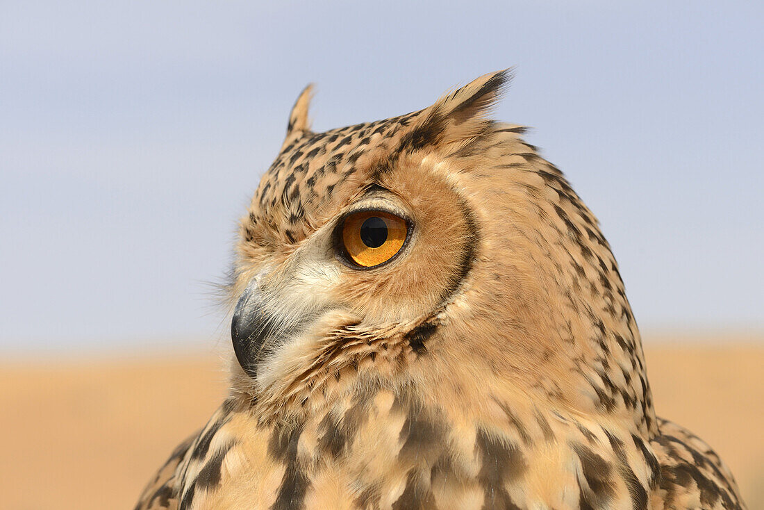 Pharaoh Eagle-owl (Bubo ascalaphus) adult, close-up of head, Dubai Desert Conservation Reserve, Al Maha, Dubai, United Arab Emirates, December