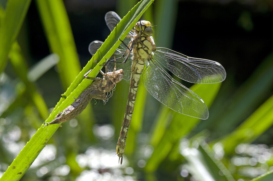 Southern Hawker Dragonfly, Aeshna cyanea, newly emerged from its exuvia on the leaf of a water soldier in a garden pond