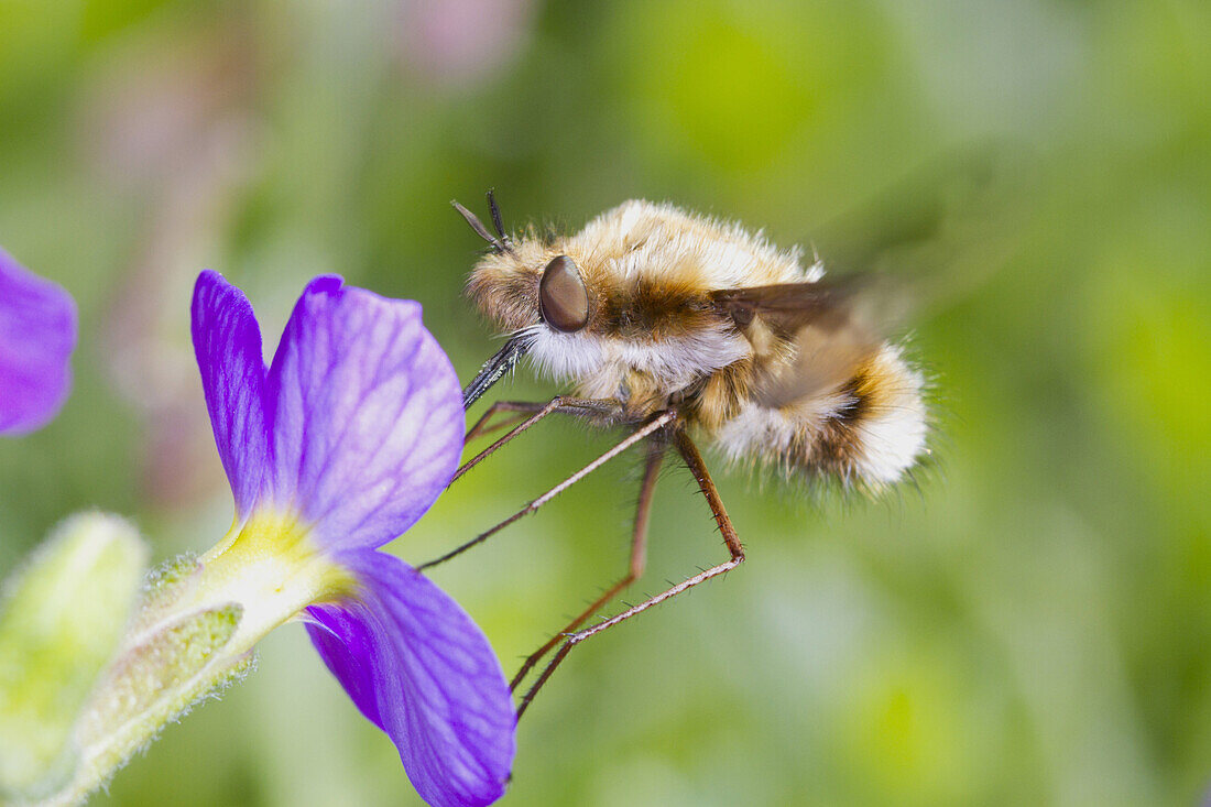 Common Bee-fly (Bombylius major) adult, feeding on aubretia flower in garden, East Sussex, England, April
