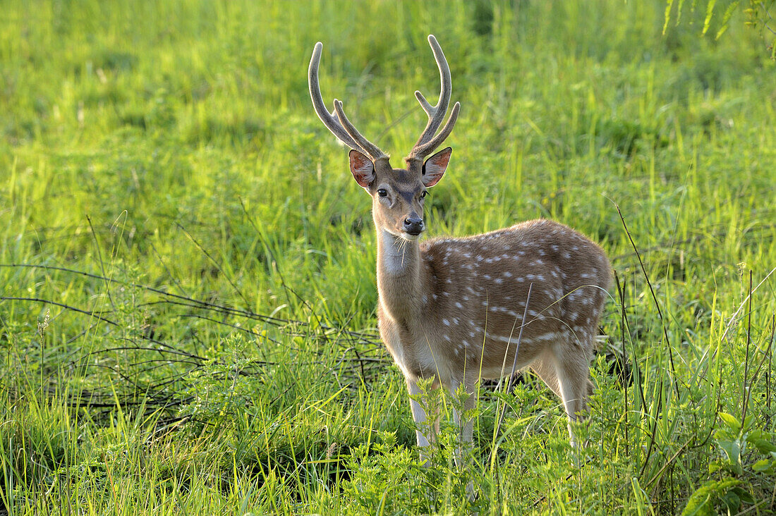 Spotted Deer (Axis axis) adult male, with antlers in velvet, standing in grassland at dawn, Jim Corbett National Park, Uttarkhand, India, May