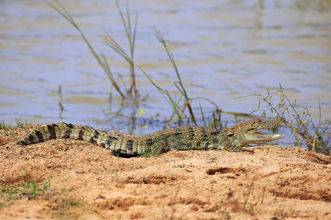 Saltwater Crocodile (Crocodylus porosus) juvenile, basking on shore, Bundala N.P., Southern Province, Sri Lanka, March