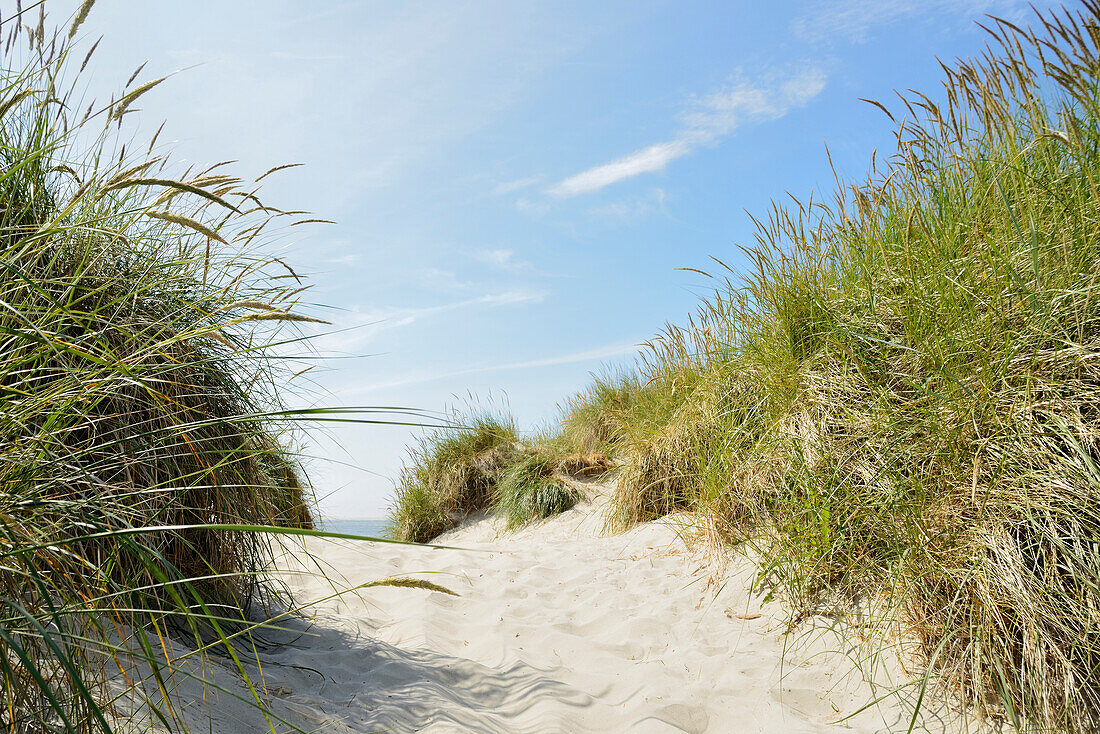 sand dune, marram grass, footpath, Baltrum, East Frisian Islands, North Sea, Aurich - district,  Lower Saxony, Germany, Europe