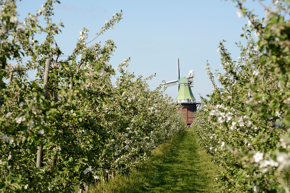 apple trees, blossoming, Altes Land, windmill, Venti Amica, Hollern-Twielenfleth, Lühe, Stade - district, Lower Saxony, Germany, Europe
