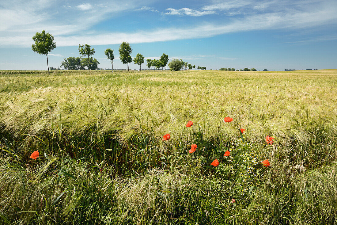 barley field, Poel, Nordwestmecklenburg - district, Mecklenburg-Western Pomerania, Germany, Europe