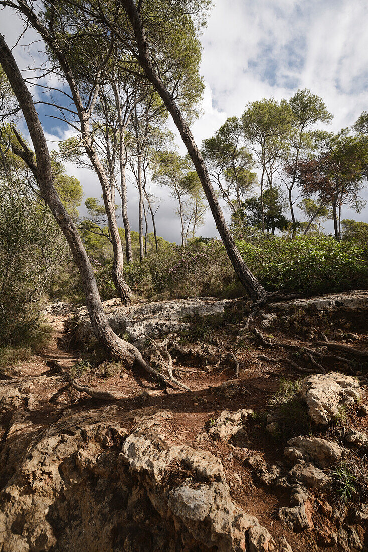 nature reserve, Mondrago, Santanyi, Majorca, Spain, Europe