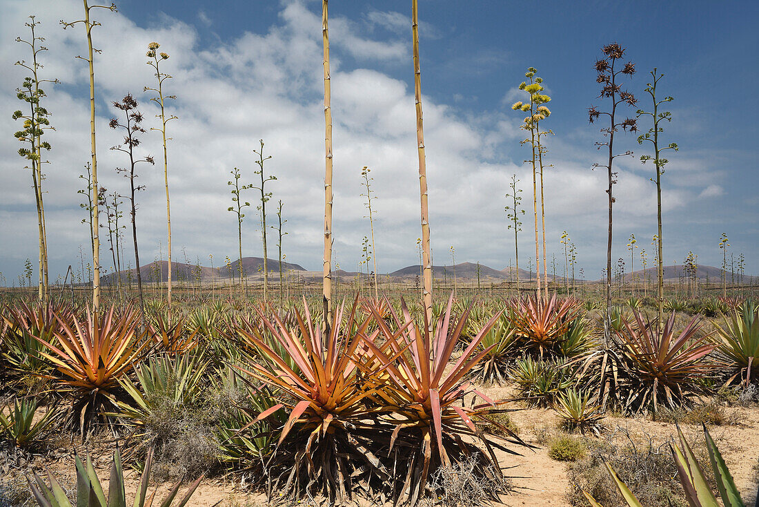 agaves, La Oliva, Fuerteventura, Spain, Europe