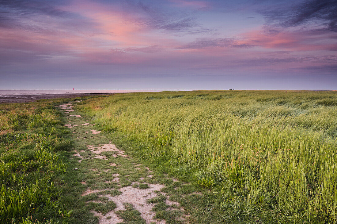 salt marsh, footpath, wadden sea, sky, clouds, Dangast, Varel, Friesland - district, Lower Saxony, Germany, Europe