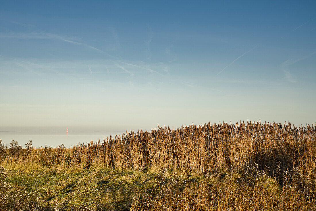 Wattenmeer, Schilf, Sonnenlicht, Dangast, Varel, Landkreis Friesland, Niedersachsen, Deutschland, Europa