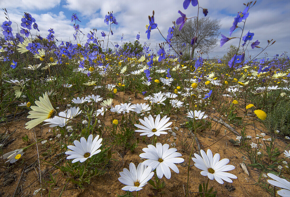 Cape Stock (Heliophila sp) and Rain Daisy(Dimorphotheca pluvialis) in spring, Namaqualand, South Africa