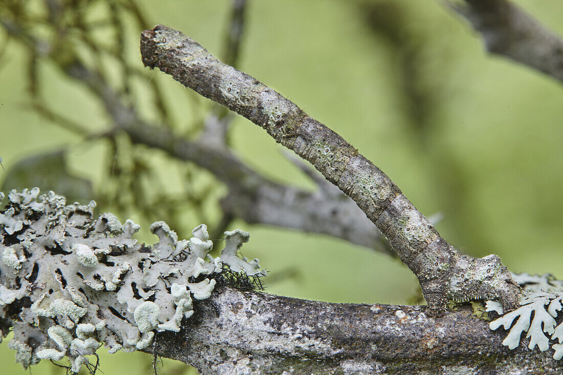 Looper Moth (Geometridae) caterpillar camouflaged on branch, Mindo, Ecuador