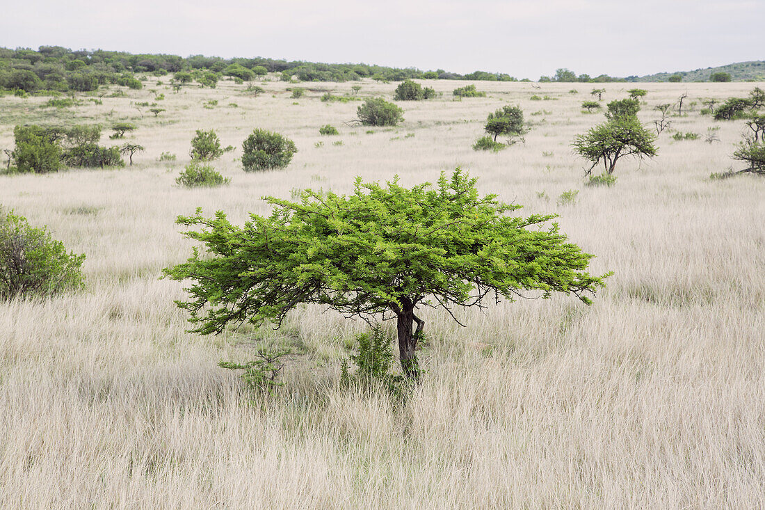 Acacia (Acacia sp) tree in savanna, Itala Game Reserve, KwaZulu-Natal, South Africa