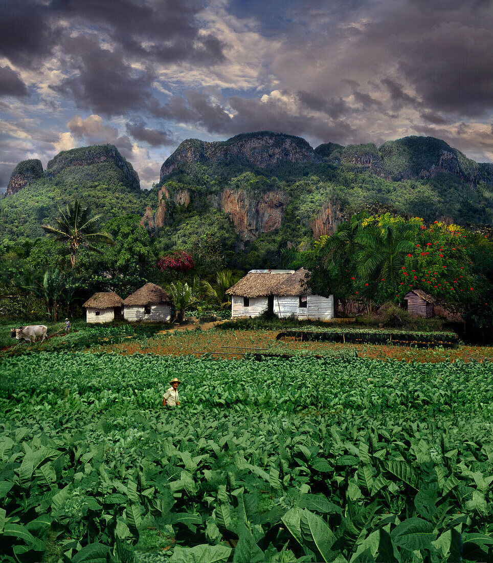 Tobacco farmers with Vinales landscape, Pinar del Rio, Pinar del Rio, Cuba, Carribean, North America