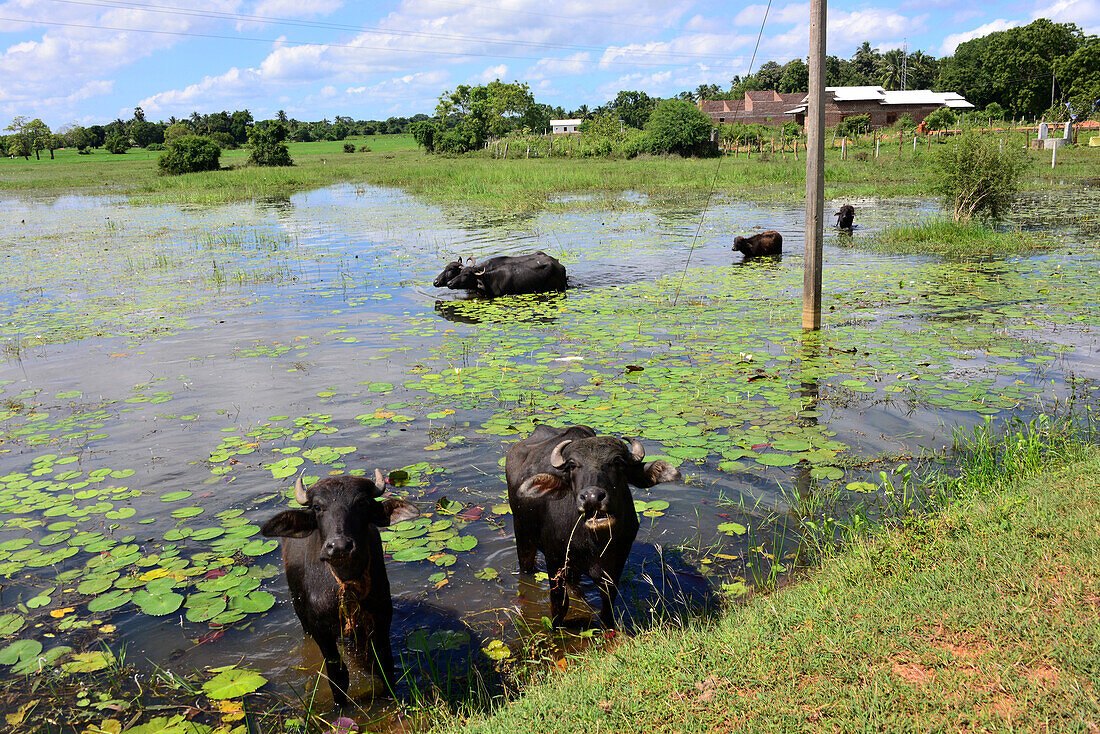 Wasserbüffel bei Polonaruwa, Sri Lanka