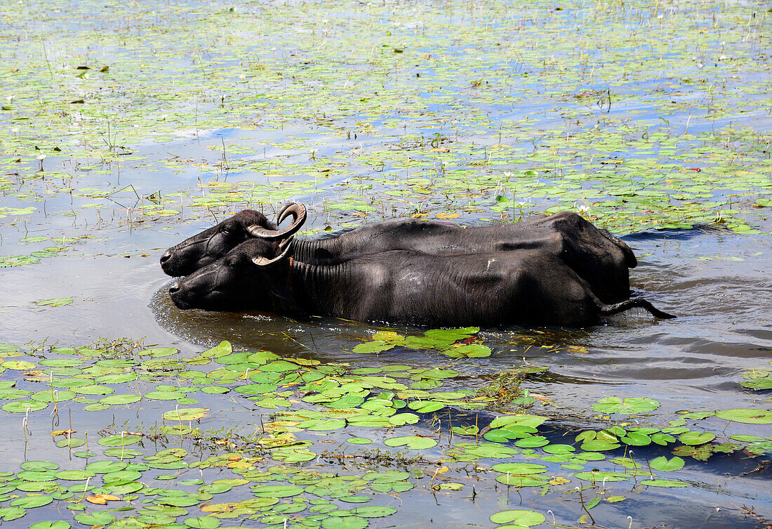 Wasserbüffel bei Polonaruwa, Sri Lanka
